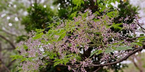 有香味的樹木|《小檔案》苦楝樹：春天開花、有香味的本土樹種